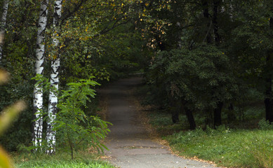 Autumn park alley in the fog with trees and orange fallen leaves.