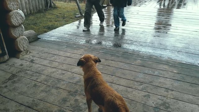Homeless dog standing on wooden porch, looking at people passing by carelessly