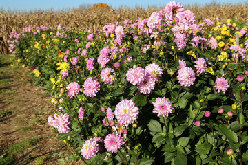 Garden / Dahlia - a very beautiful autumn colors