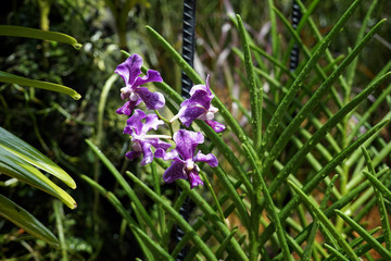 Orchids garden Singapore National Orchid Garden Singapore