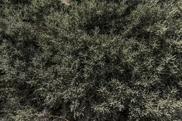 Lavender cotton bush dense growing plant closeup from above