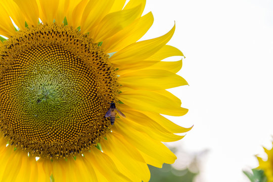 Sunflower close up white background