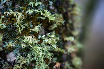 Close up of colorful lichen