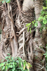 Closeup image of banyan tree roots.