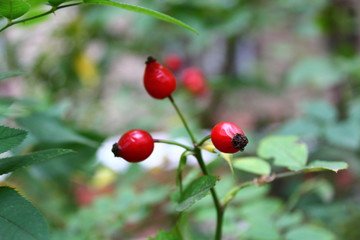 Fototapeta premium Dogrose