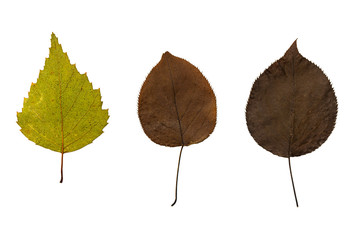 dry green and brown leaves on a white background