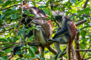 Zanzibar red colobus or Procolobus kirkii