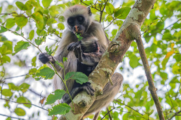 Zanzibar red colobus or Procolobus kirkii