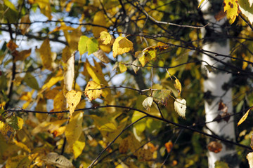 Autumn background - branch with yellow leaves