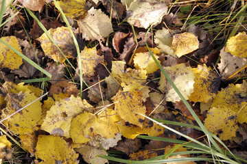 Autumn background - branch with yellow leaves