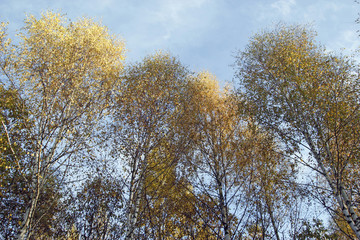 Autumn birch of blue sky background