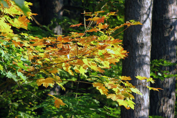 Autumn background - branch with yellow leaves