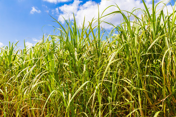 It's a sugar cane field. I shot in Amami Oshima Kagoshima Prefecture Japan.