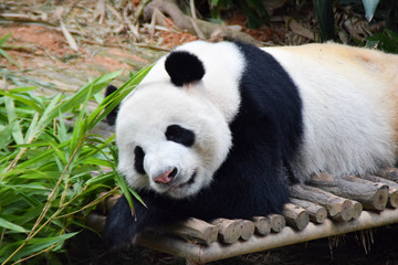 Naklejka premium ジャイアントパンダ