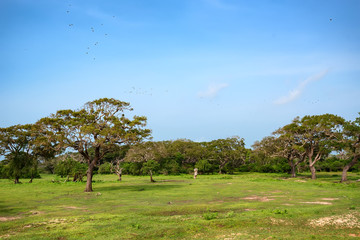 Landscape of Yala National Park, Sri Lanka