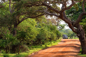 Landscape of Yala National Park, Sri Lanka