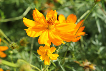 Blooming yellow cosmos flowers in the garden.