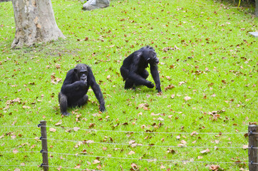 Fototapeta premium Chimpanzees to Shanghai zoo