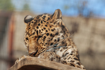 Cheetah