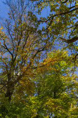 Fototapeta premium Herbstwald