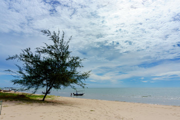 Large tree on the beach with blue sky and cloud and seascape in sunny day.