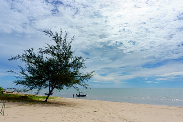 Large tree on the beach with blue sky and cloud and seascape in sunny day.