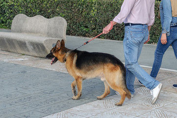 german shepherd on a leash for a walk with the owner
