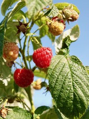 wild raspberry/Jura,France