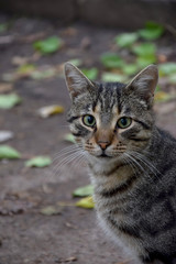 Домашние животные (Кошки)