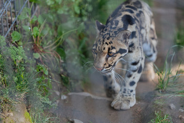 Obraz premium Clouded leopard