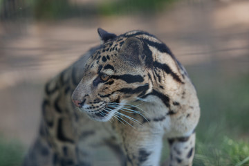 Clouded leopard