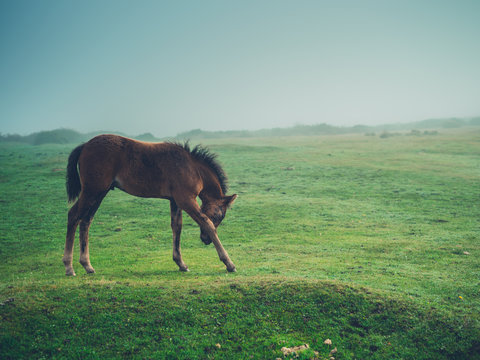 Horse standing on the moor in fog