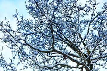 winter snow branch tree covered