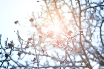 tree sky branch in the forest winter