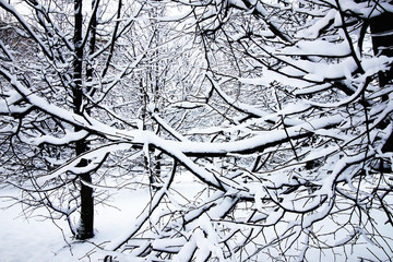 winter tree bare under snow