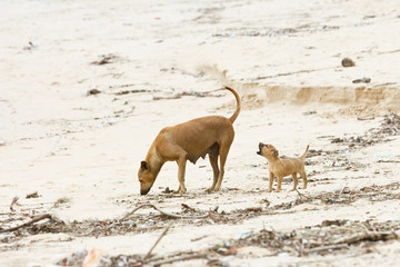 Hungry dog-puppy foraging, Sri Lanka