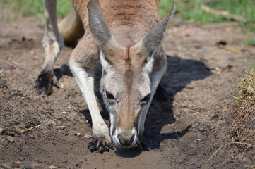 Kangaroo in the outdoors