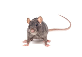 small rat on white background