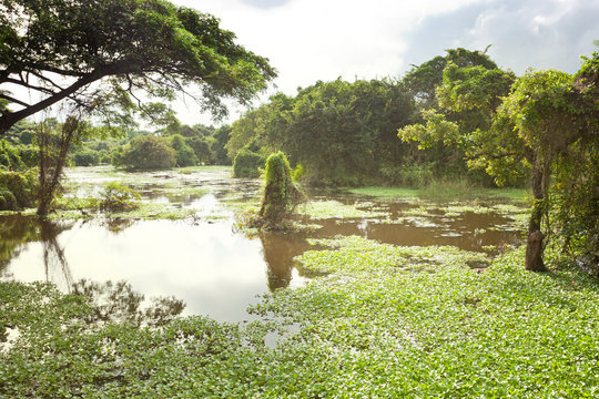 Chilaw Everglades, Sri Lanka, Asia