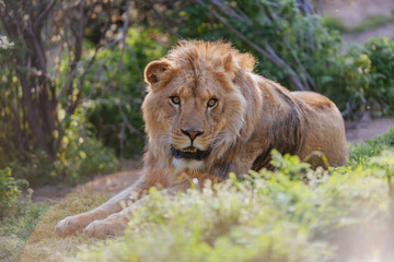 Lion 
