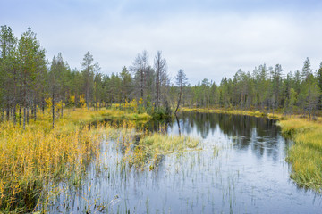 Forests and lakes view in autumn. Fall colors - ruska time in Iivaara. Oulanka national park in Finland. Lapland, Nordic countries in Europe