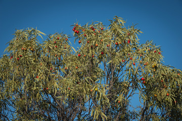 Santalum acuminatum, desert bush tucker peach quandong.  Australian native fruit