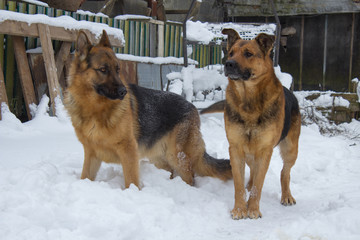 snow German shepherds