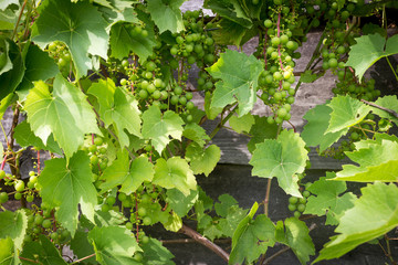 Bunches of green wine grapes on vine