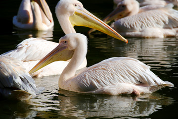 Great white pelican (Pelecanus onocrotalus)