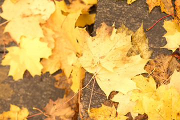 Yellow falling leaves on granite steps on autumn time