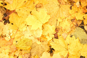 Colorful backround image of fallen autumn leaves perfect for seasonal use