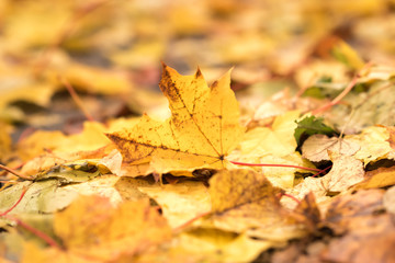 Naklejka na ściany i meble Colorful backround image of fallen autumn leaves perfect for seasonal use