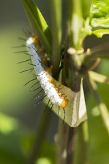 Caterpillar
