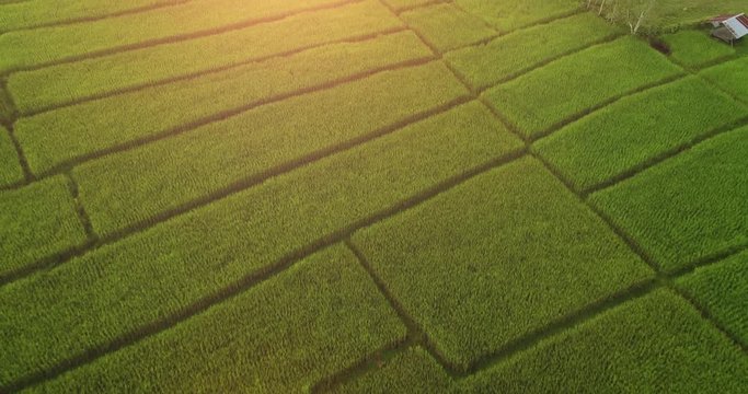 4K Aerial view of the green rice field pattern ,THAILAND